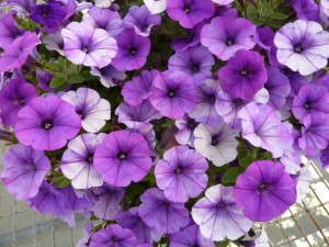 Petunia 'Violet Bouquet' from Sakata Seed