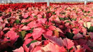 Growers Find Sustainable Business Saves Money And Empowers Employees