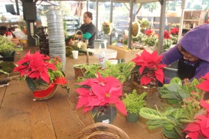 A Designer Creates A Sample Combo Garden For An Employee To Copy