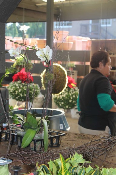 The Plants Are Ready To Use In The Combo Gardens