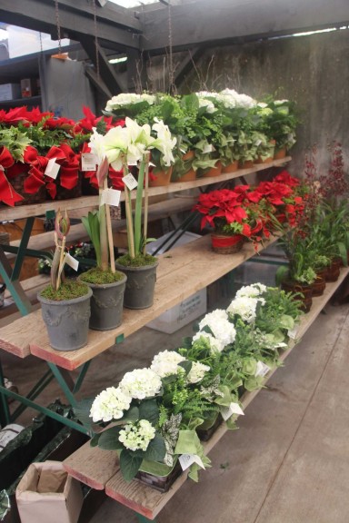 Next, The Combo Gardens Are Placed In A Staging Area