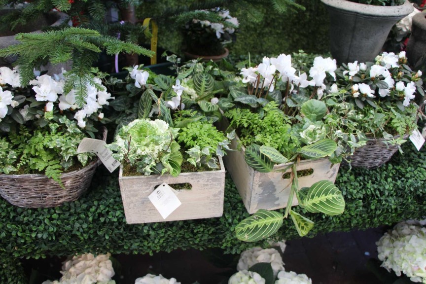 Cyclamen Combo Gardens