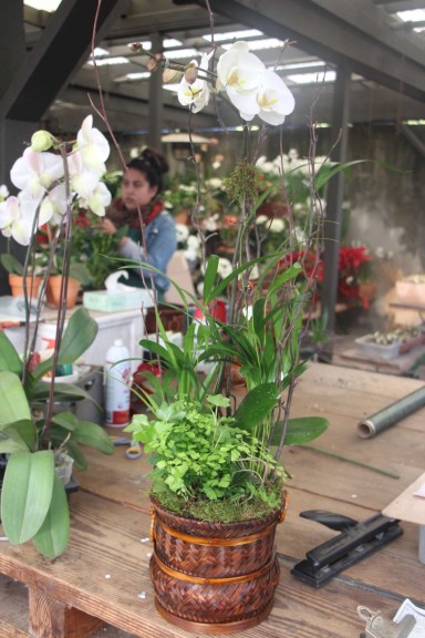 A Freshly Completed Combo Garden