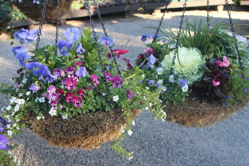 Traditional Hanging Baskets