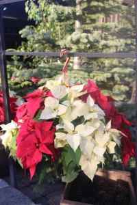 Poinsettia Hanging Basket