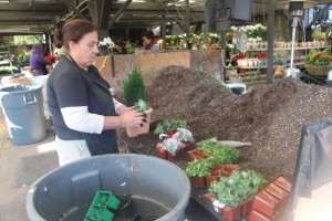 The Next Step Is To Prep Plants For Combo Gardens