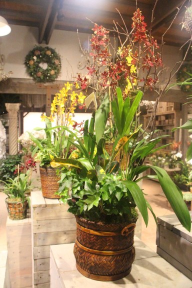 The Red Orchid Combo Garden On Display