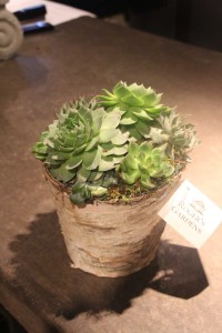 Small Succulent Combo Garden