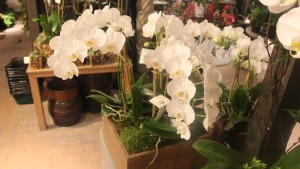 The Container Gardens Program At Roger’s Gardens Creates Gorgeous Designs – And Sales [Slideshow]