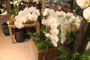 White Orchid Combo Garden