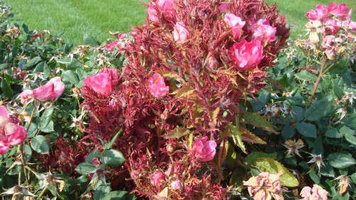 Rose Rosette Disease Fight Gets A Boost From Government Funding