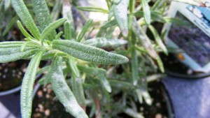 Powdery Mildew On Edibles: Identification And Control