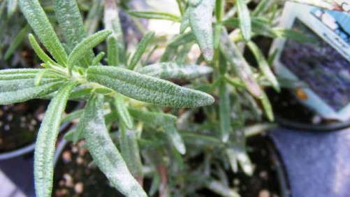 New Biofungicide Approved for Disease Control in Ornamentals