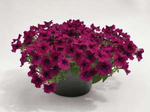 Petunia 'Success Burgundy' from Benary