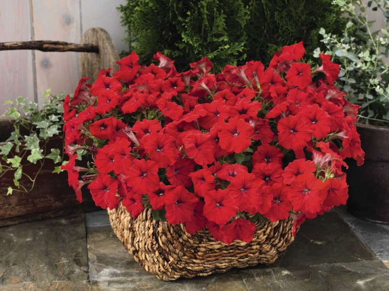 Petunia 'Success Red' from Benary