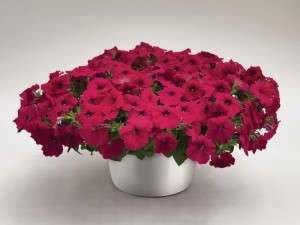 Petunia 'Success Rose' from Benary