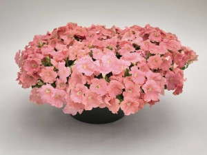 Petunia 'Success Salmon' from Benary