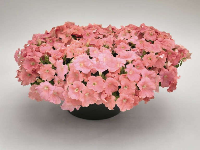 Petunia 'Success Salmon' from Benary