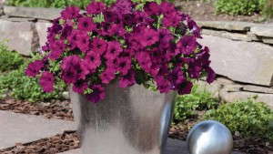 What’s New With Petunias For 2014? [Slideshow]