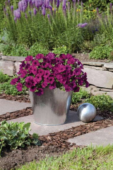 Petunia 'Success Violet' from Benary