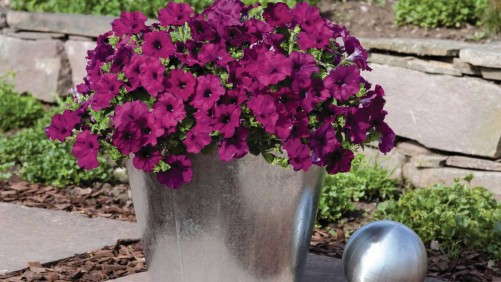 What’s New With Petunias For 2014? [Slideshow]