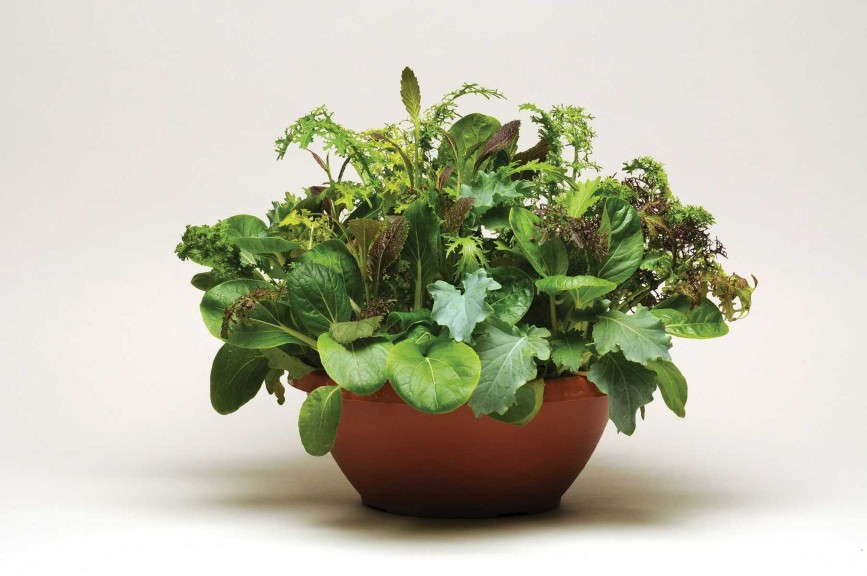 ‘Simply Salad Wonder Wok’ And  ‘Simply Salad Endless Summer’ (PanAmerican Seed)