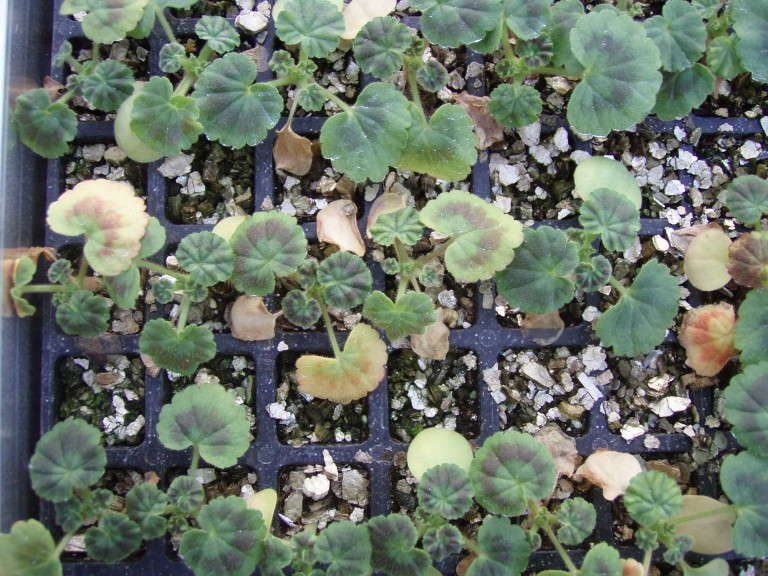 Figure 2: Lower Leaf Yellowing