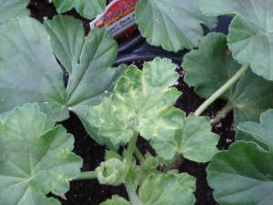 Figure 3: Phytotoxicity