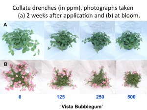 Figure 4: Etephon On Petunias