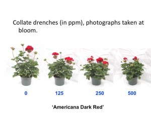 Figure 5: Etephon On Geraniums