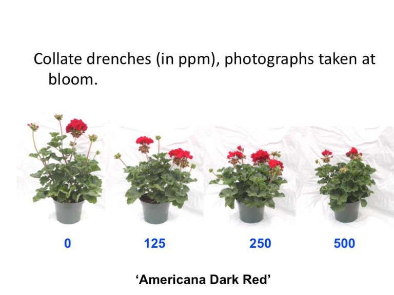 Figure 5: Etephon On Geraniums