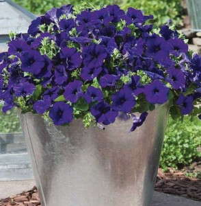 Petunia 'Success Blue' from Benary