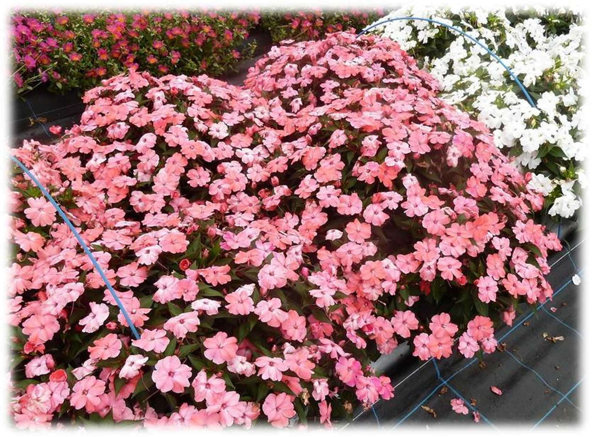 SunPatiens (Sakata Ornamentals)