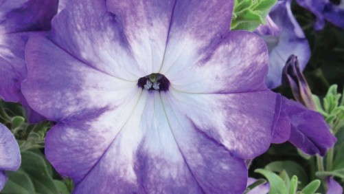 2014 Field Trials Results: C. Raker & Sons, Inc. (Litchfield, Mich.)