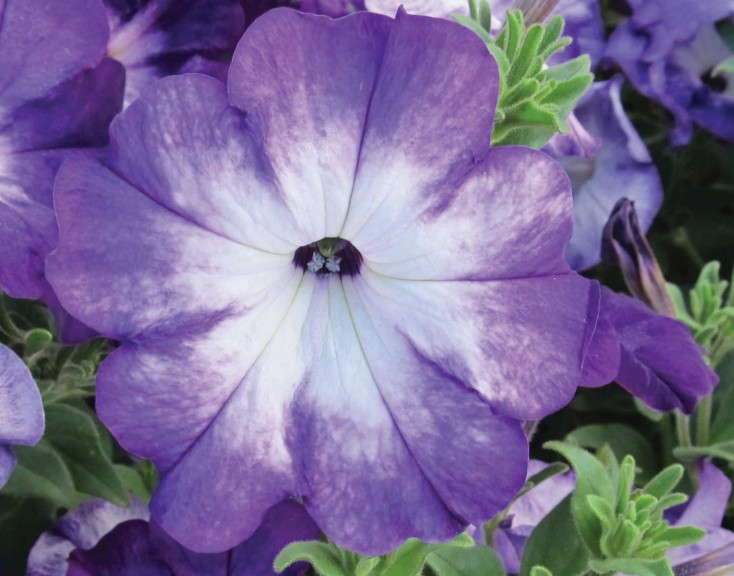 Petunia 'Sanguna Radiant Blue'  from Syngenta Flowers/GoldFisch Vegetative