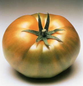Tomato ‘Carmello’ (Syngenta)