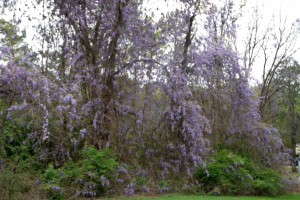 Wisteria
