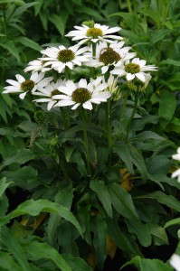 Echinacea 'Conetto Coco' from Cultivaris