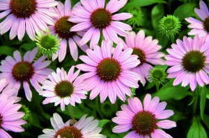 Echinacea 'Conetto Melon' from Cultivaris