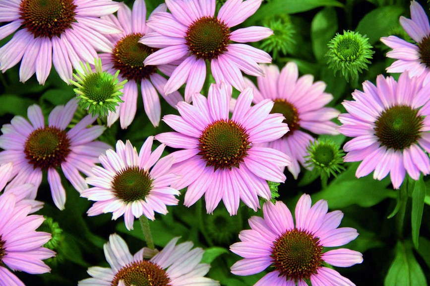 Echinacea 'Conetto Melon' from Cultivaris