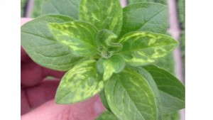 Dümmen Clarifies Growers’ Options Regarding The Kansas Department Of Agriculture Regulation On Petunias