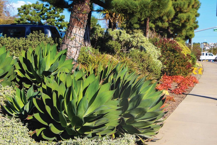 Roger’s backs up its California-Friendly plant campaign with lovely store gardens.
