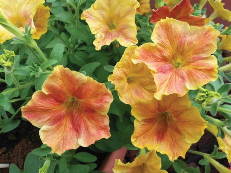 Petunia ‘Happy Magic Giant Dijon’ from Cohen Propagation Nurseries