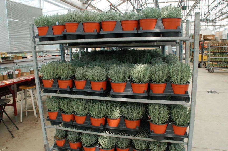 Lavender 'Phenomenal' from Cultivaris