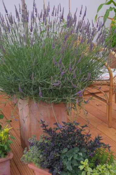 Lavender 'Phenomenal' from Cultivaris
