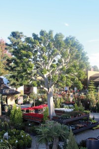 This statement tree in the plant yard offers merchandisers a natural prop.