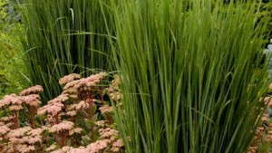 Perennial Plant Association Names Panicum Virgatum ‘Northwind’ The 2014 Plant Of The Year
