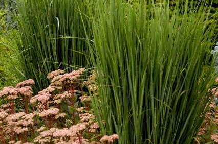 Perennial Plant Association Names Panicum Virgatum ‘Northwind’ The 2014 Plant Of The Year