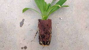 Acme Group Introduces PlugEase, A Line Of Recyclable Agrifabrics And Plug Production Fabric