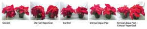 'Premium Red¹ poinsettia